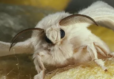 scientists robots insects with video